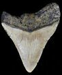 Bargain, Megalodon Tooth - North Carolina #54767-2